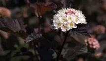 Blasenspiere 'Diabolo' ®