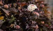 Blasenspiere 'Diabolo' ®