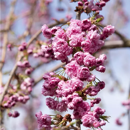 Prunus serrulata 'Kiku-shidare-zakura'