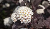 Fasanenspiere 'Summer Wine' ®
