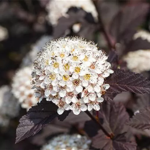 Physocarpus opulifolius 'Summer Wine' -R-