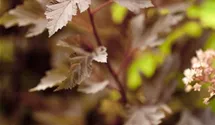 Fasanenspiere 'Summer Wine' ®