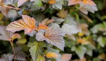 Fasanenspiere 'Summer Wine' ®