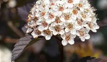 Fasanenspiere 'Summer Wine' ®