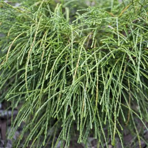 Thuja plicata 'Whipcord' Thuja plicata 'Whipcord'