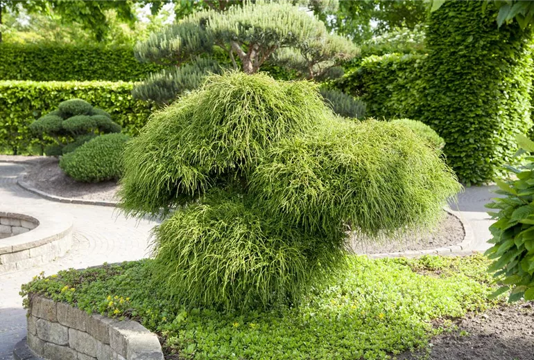 Thuja plicata 'Whipcord'