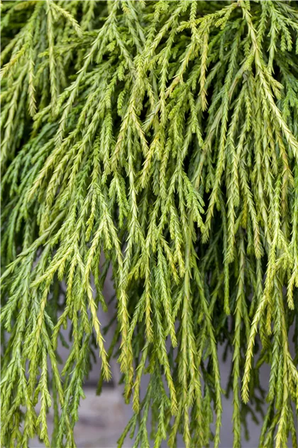 Thuja plicata 'Whipcord'