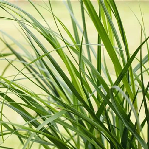 Cortaderia selloana 'Rosea'