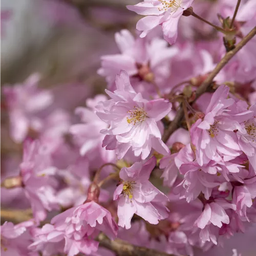 Prunus subhirtella 'Autumnalis'