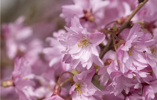 Prunus subhirtella 'Autumnalis'