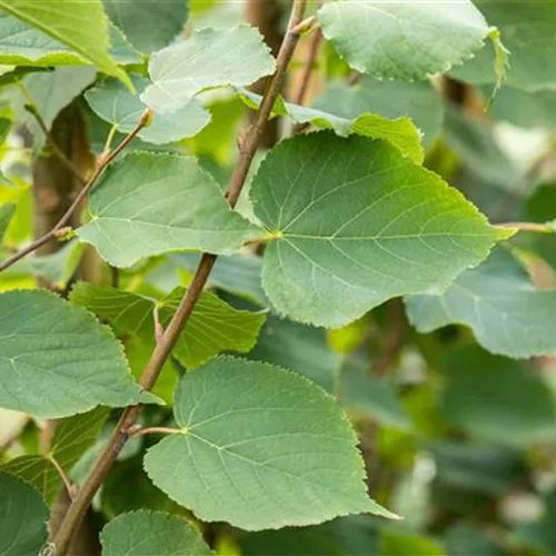 Tilia cordata 'Greenspire'