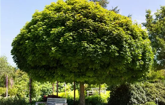 Acer platanoides 'Globosum'