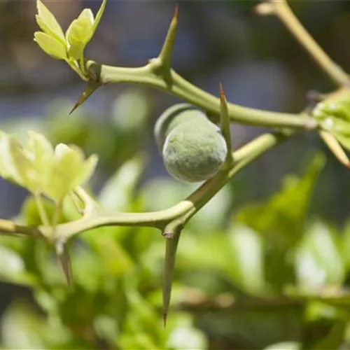 Poncirus trifoliata