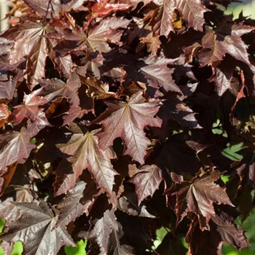Acer platanoides 'Crimson King'