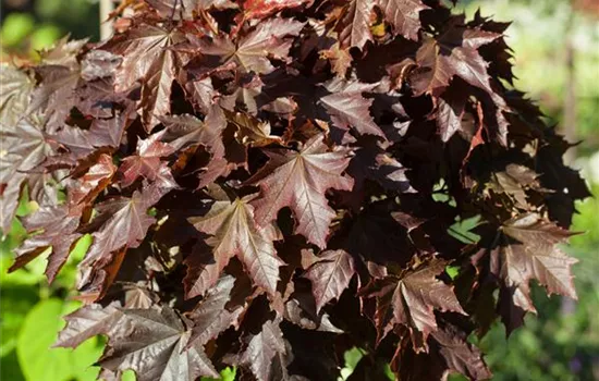 Acer platanoides 'Crimson King'