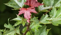 Spitzahorn 'Crimson Sentry'