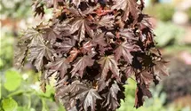 Spitzahorn 'Crimson Sentry'