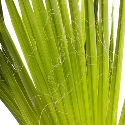 Trachycarpus fortunei