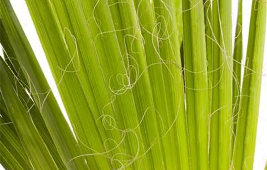 Trachycarpus fortunei