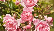 Bodendecker-Rose 'The Fairy'