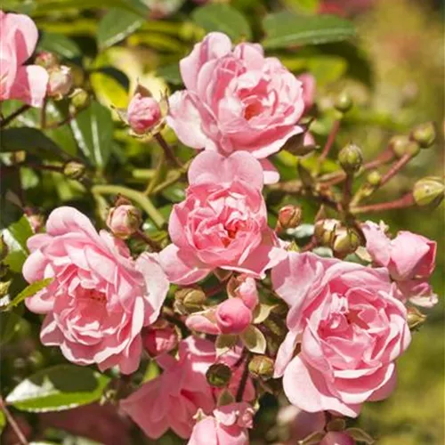 Rosa 'The Fairy' BDR