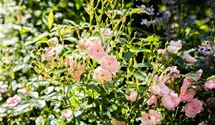 Bodendecker-Rose 'The Fairy'