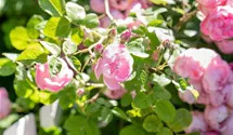 Bodendecker-Rose 'The Fairy'