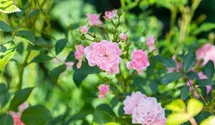 Bodendecker-Rose 'The Fairy'