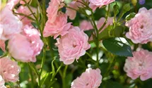 Bodendecker-Rose 'The Fairy'