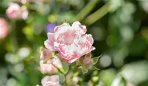 Bodendecker-Rose 'The Fairy'