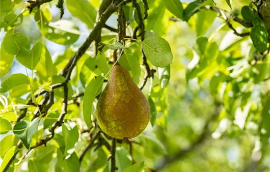 Pyrus com.'Bosc's Flaschenbirne' CAC