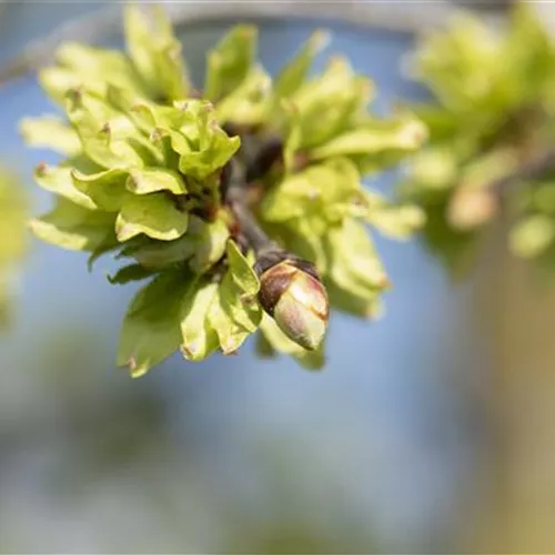 Ulmus glabra 'Pendula'
