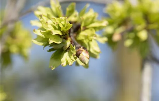 Ulmus glabra 'Pendula'