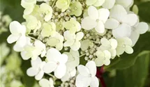 Rispenhortensie 'Vanille Fraise' ®