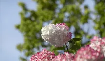 Rispenhortensie 'Vanille Fraise' ®