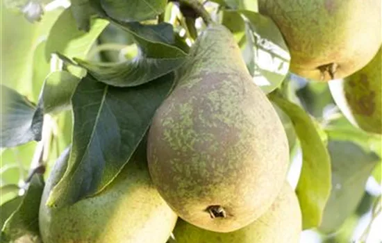 Pyrus com.'Conferencebirne' CAC