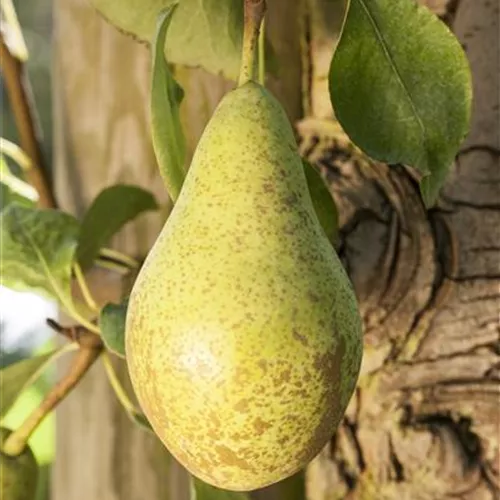 Pyrus com.'Gute Luise v.Avranches' CAC