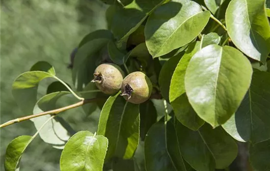 Pyrus com.'Decora' CAC