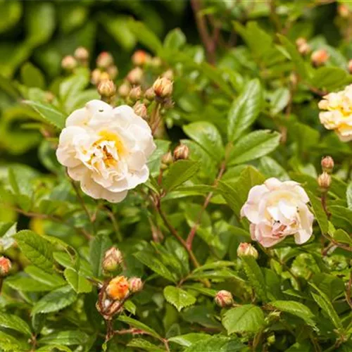 Rosa 'Ghislaine de Feligonde' STR