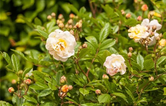 Rosa 'Ghislaine de Feligonde' STR
