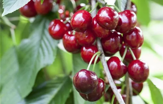 Prunus av.'Burlat' CAC