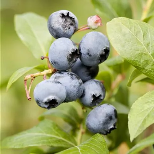 Vaccinium corymb.'Reka' -R- CAC