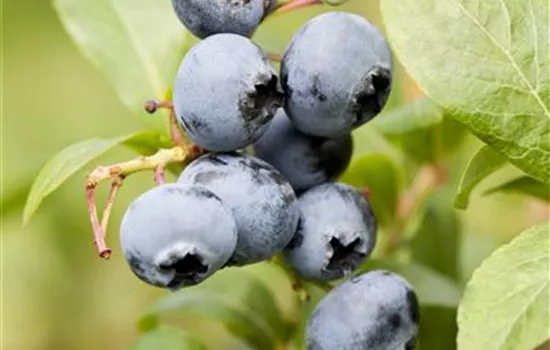 Vaccinium corymb.'Reka' -R- CAC