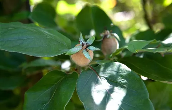 Cydonia 'Leskovac' CAC