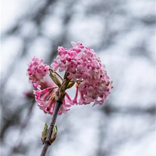 Viburnum bodnantense