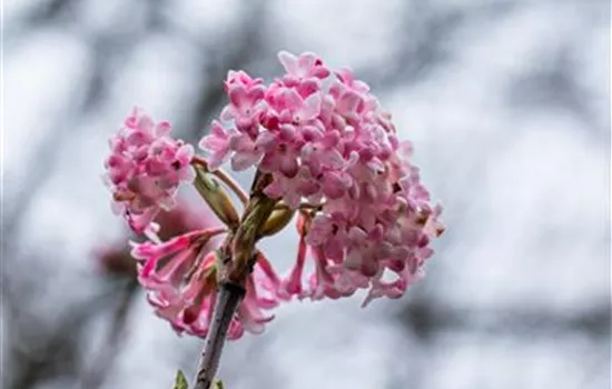 Viburnum bodnantense