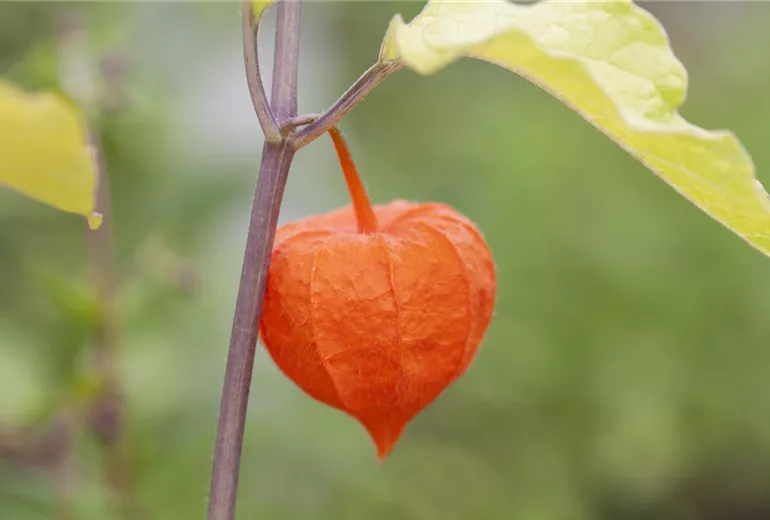 Physalis alkekengi var. franchetii
