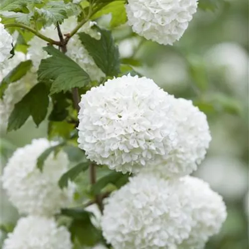 Viburnum opulus 'Roseum'