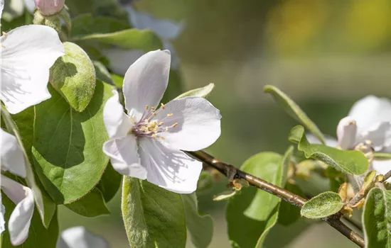 Cydonia 'Portugiesische' CAC