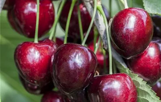 Prunus av.'Kordia' CAC